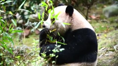 Chengdu, Çin 'de bambu yiyen dev panda.