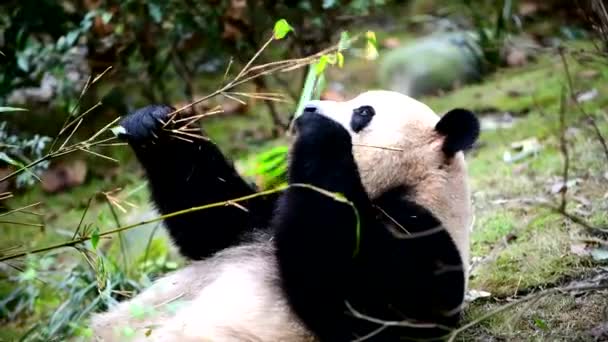 中国で竹を食べるジャイアントパンダ — ストック動画