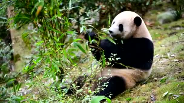 Jättepanda Äter Bambu Chengdu Kina — Stockvideo