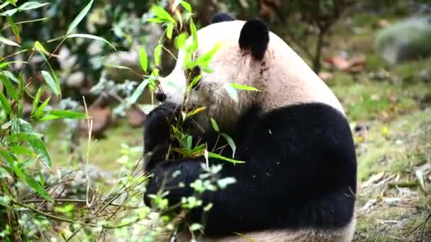 Panda Gigante Comendo Bambu Chengdu China — Vídeo de Stock