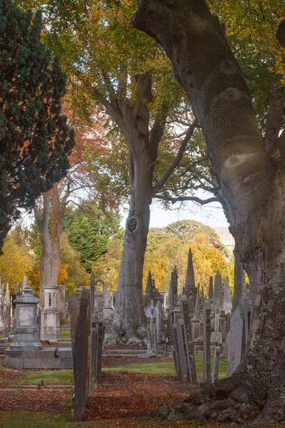 Glasnevin Cementery Dublin Lens Walking Cemetery Graveyard Avenues Dublin Ireland — Stockfoto