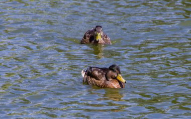 Güneşli bir günde şehir parkında ördekler kapanıyor.