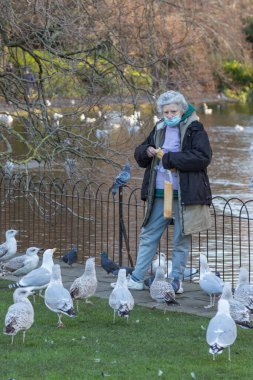 St Stephens Green City Park 'taki martı sürüsünü besleyen yaşlı kadın, arka planda yüzen martılarla küçük bir gölü bulanıklaştırdı, 08 / 01 / 2022, Dublin, İrlanda