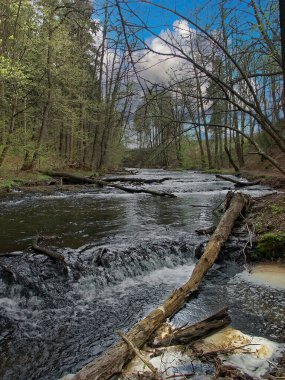 Nad Tanwia Doğa Koruma Alanı, Tanew Nehri Boğazı, Polonya, Polonya 'da geziniyor.