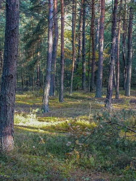 Polonya Ormanı Polonya Daki Ormanlar Polonya Nın Vahşi Doğası Polonya — Stok fotoğraf