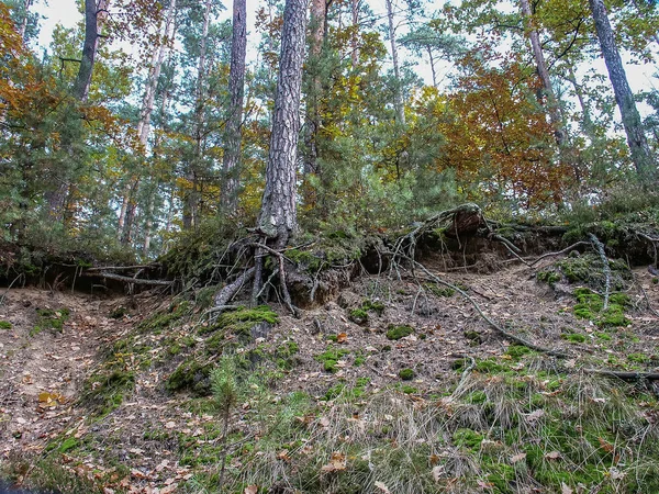 Polsk Skog Skogar Polen Vild Natur Polen Vandring Runt Polen — Stockfoto