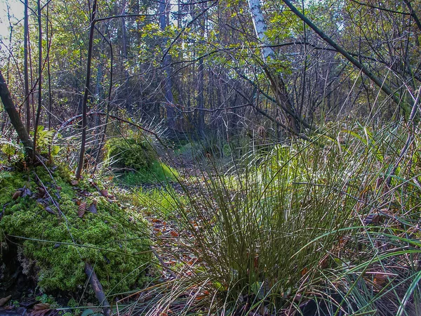 ポーランドの森 ポーランドの森 ポーランドの野生の自然 ポーランドの周りをさまよって 郡Podkarpackie ポーランド — ストック写真