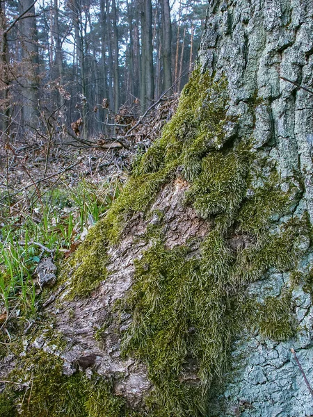 Forêt Polonaise Forêts Pologne Nature Sauvage Pologne Errance Autour Pologne — Photo