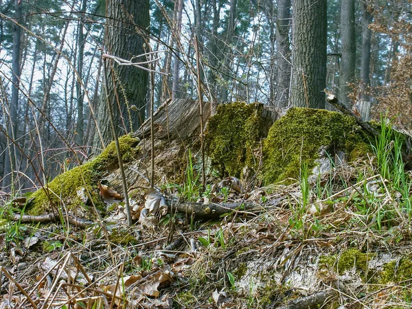 ポーランドの森 ポーランドの森 ポーランドの野生の自然 ポーランドの周りをさまよって 郡Podkarpackie ポーランド — ストック写真