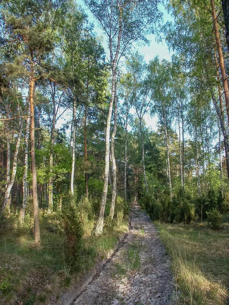 Polonya Ormanı Polonya Daki Ormanlar Polonya Nın Vahşi Doğası Polonya — Stok fotoğraf