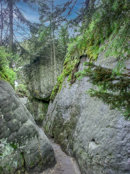 Szczeliniec Stolowe Mountains Polonia Table Mountains Geological Rock Forms Unique —  Fotos de Stock