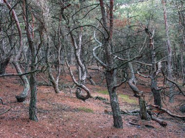 Baltık deniz kıyısı, Slowinski Ulusal Parkı, vahşi kum tepeleri, hareket eden kum tepeleri, kum denizi, Polonya                                                                                                                                 