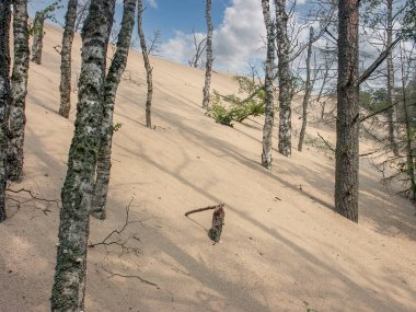 Baltık deniz kıyısı, Slowinski Ulusal Parkı, vahşi kum tepeleri, hareket eden kum tepeleri, kum denizi, Polonya                                                                                                                                 