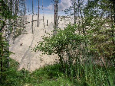 Baltık deniz kıyısı, Slowinski Ulusal Parkı, vahşi kum tepeleri, hareket eden kum tepeleri, kum denizi, Polonya                                                                                                                                 