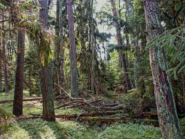 Morze Bałtyckie Słowiński Park Narodowy Dzikie Wydmy Ruchome Wydmy Morze — Zdjęcie stockowe