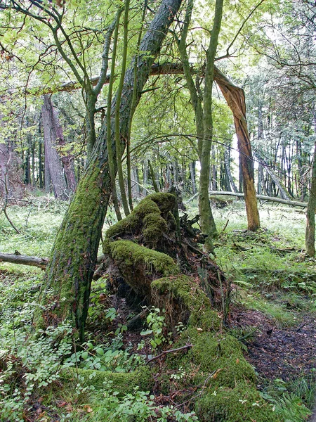 Morze Bałtyckie Słowiński Park Narodowy Dzikie Wydmy Ruchome Wydmy Morze — Zdjęcie stockowe