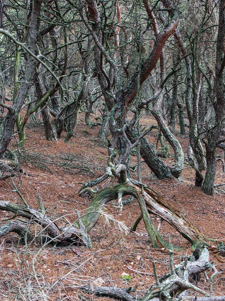 Balti Tenger Partja Slowinski Nemzeti Park Vad Dűnék Mozgó Dűnék — Stock Fotó