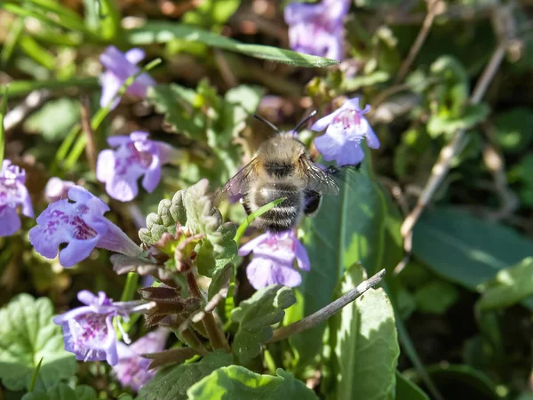 Méhek Gyűjtése Méz Virágok Marcrophotography Közelkép Természet Lengyelország Lengyel Állatvilág — Stock Fotó