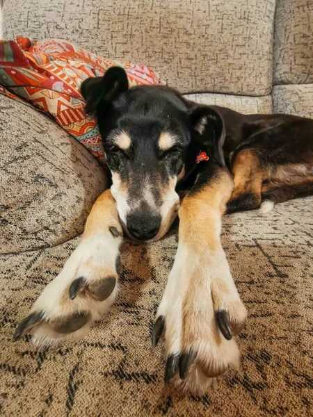 Cão Dorme Pacificamente Sofá Com Pernas Esticadas — Fotografia de Stock