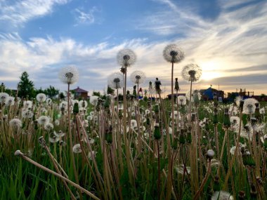Günbatımında karahindibalar, yeşil çimlerde bir yürüyüş
