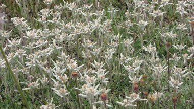 Edelweiss dağ çiçekleri çayırı.