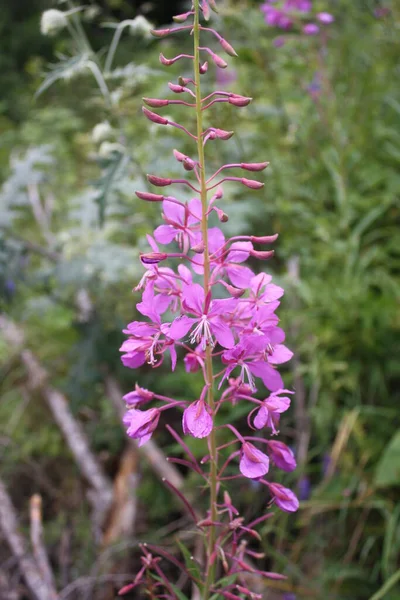 Lila Blommor Bergen — Stockfoto