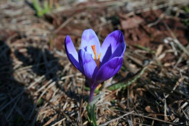 Güzel mor safran dağ çiçekleri.