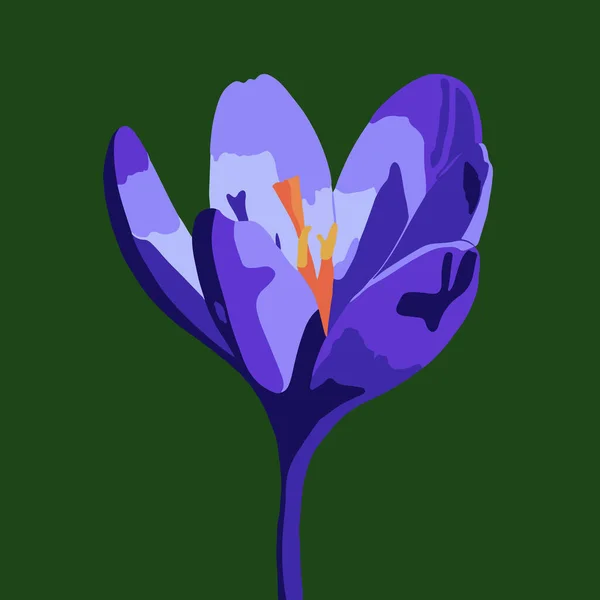 Векторная Иллюстрация Цветка Крокуса Синем Фоне — стоковый вектор