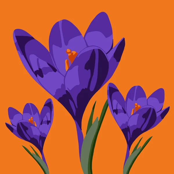 Ilustração Vetorial Flores Croco Flores Primavera — Vetor de Stock