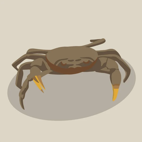 Vector Isolated Illustration Crab — Stock Vector