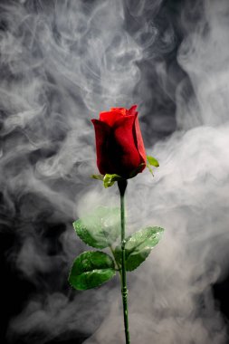 Bu fotoğraf gerçek duman ve kırmızı bir gül kullanılarak yaratıldı. Resme mistik bir görünüm kazandırıyor. Poster için ideal.