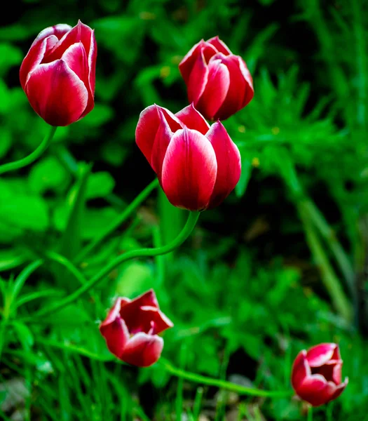 Красивые Красные Белые Тюльпаны Цветут Ранней Весной Фото Складе — стоковое фото