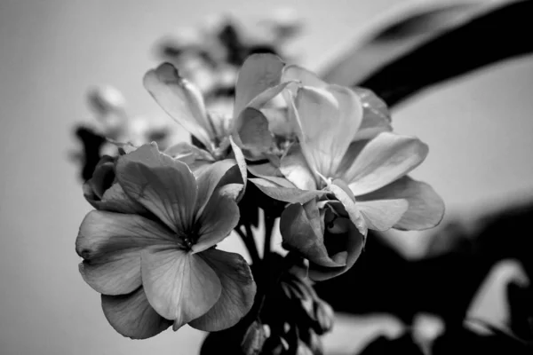 Black White Photo Geranium Flower Stock Photography — Stock Photo, Image
