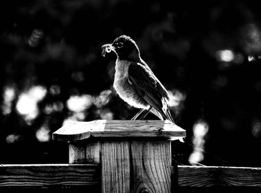 Amerikalı bir Robin 'in (Turdus migratorius) gagasında solucan tutarken çekilmiş siyah beyaz bir fotoğrafı.