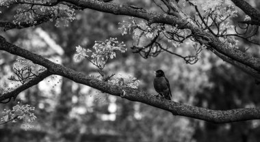 Baharın başlarında bir akçaağaç dalına tüneyen yalnız bir Amerikalı Robin kuşunun (Turdus migratorius) siyah ve beyaz fotoğrafı.