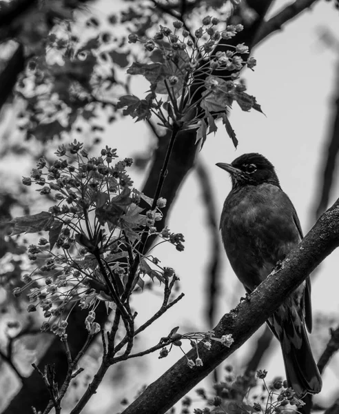 Närbild Svartvitt Foto Ensam Amerikansk Robin Fågel Turdus Migratorius Sittande — Stockfoto