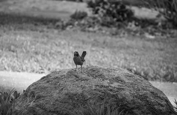 Black White Photo Lone Robin Rock Posing Camera Early Spring — Stock Fotó