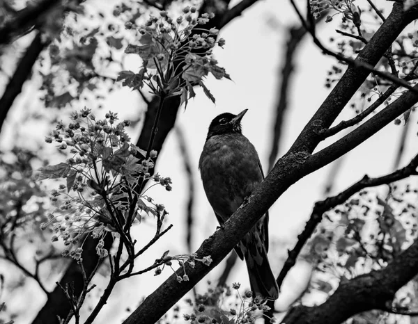 Black White Photo Lone Robin Bird Perching Maple Tree Branch — Stock Fotó