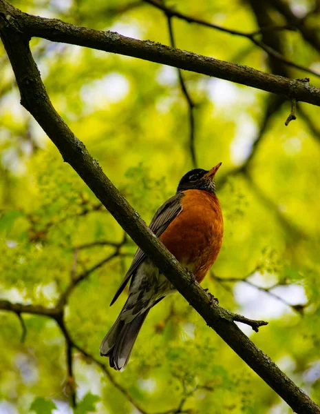 Lone Robin Bird Perching Maple Tree Branch Early Spring Stock — Zdjęcie stockowe