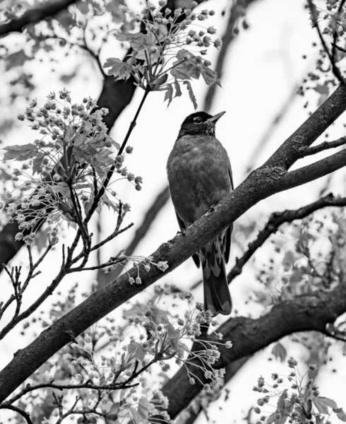 Ett Svartvitt Foto Ensam Amerikansk Robin Fågel Turdus Migratorius Sittande — Stockfoto