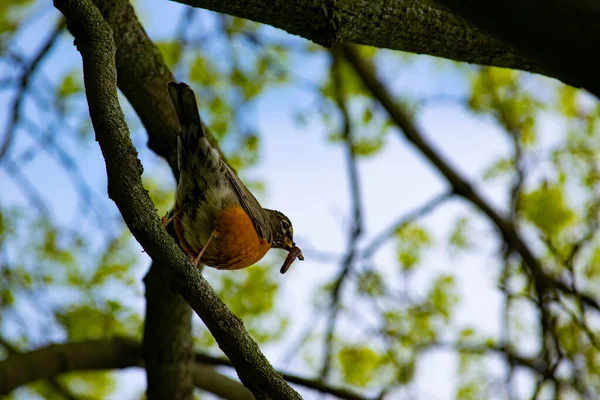 Amerikansk Robin Turdus Migratorius Håller Mask Sin Näbb Stockfotografering — Stockfoto