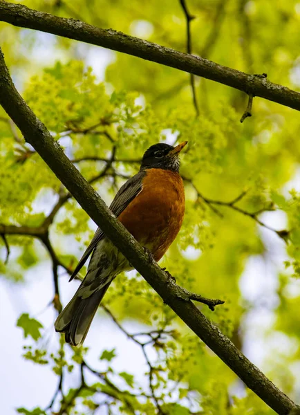 Pássaro Robin Solitário Pousando Ramo Árvore Bordo Início Primavera Fotografia — Fotografia de Stock