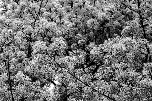 Árbol Arce Está Floreciendo Principios Primavera Blanco Negro Fotografía Stock —  Fotos de Stock