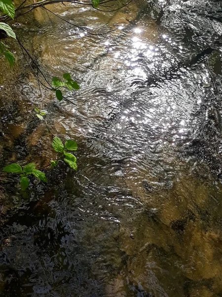Czysta Woda Strumieniem Leśnym Świeci Słońca — Zdjęcie stockowe