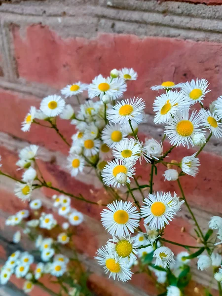 Kleine Weiße Gänseblümchen Auf Braunem Backsteinhintergrund — Stockfoto