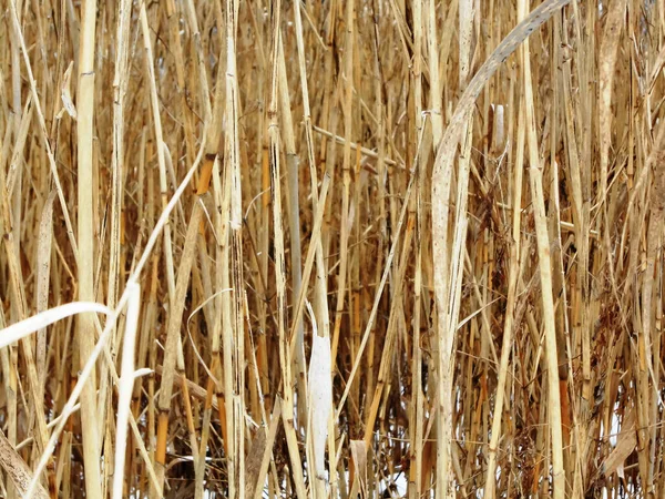 Nahaufnahme Von Trockenem Braunem Schilf Und Gras Als Hintergrund Oder — Stockfoto