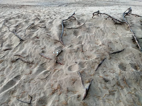 Wet Sand, white Sand, texture background with dried sticks, leaves