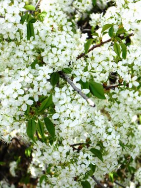 Bahar eriği dalında bir sürü küçük beyaz çiçek