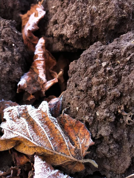 Žluté suché listy lísky pokryté chrastítkem na černé zemi — Stock fotografie