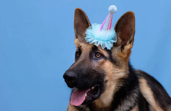 Netter Lustiger Hund Mit Party Hut Auf Blauem Hintergrund — Stockfoto